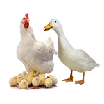 Poultry Products